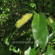 Ива Salix alba Tristis обхват ствола 16-18 фотография