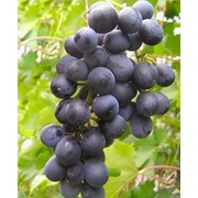 Черенки винограда Мускат чёрный, оптом фото