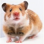 Лечение грызунов фото