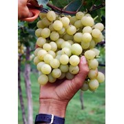 Виноград столовый оптом и в розницу фото