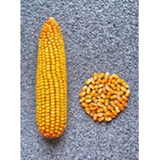 Семена кукурузы РОСС–145 МВ фото