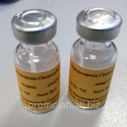 Парацетамол (ацетаминофен) Paracetamol фото