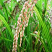 Выращивание риса