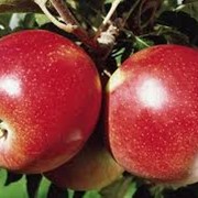 Саженцы яблонь Джонагольд фото