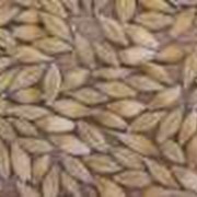 Ячмень зерно кормовой влажность 12.5% находится в Алматы фото