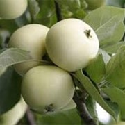 Саженцы яблонь Белый налив фото