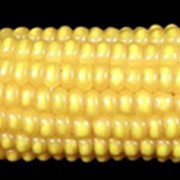 Семена кукурузы украина