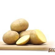Картофель семенной Гала 1РС фото