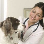 Оперативное лечение грыжи животных фото