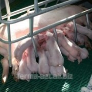 Свиноматки племенні ф1, фото