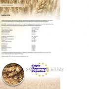 Насіння озимої пшениці Балатон фото