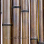 Бамбук ствол шоколад 5-6 см фото