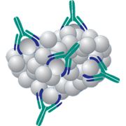 Антитела фото