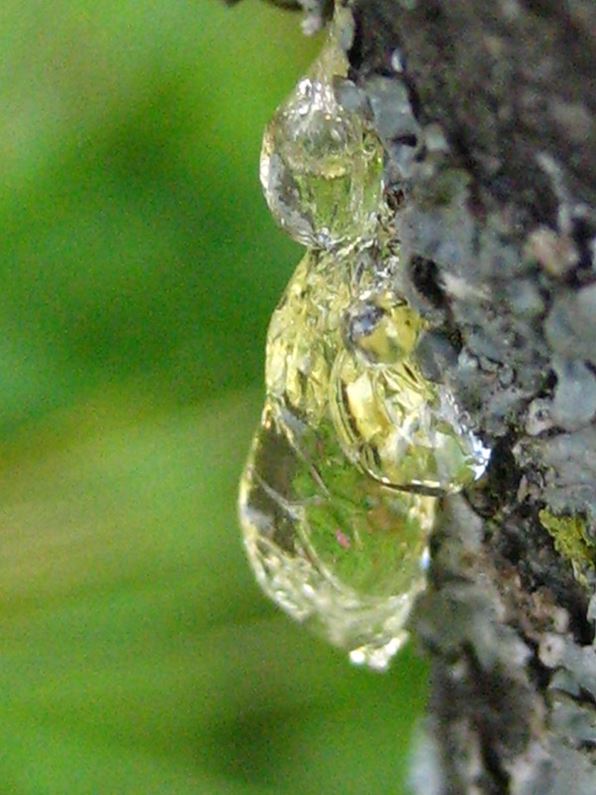 Живица лиственничная. Живица сосны. Смола хвойных. Смола выделяемая насекомыми 6 букв. Смола лиственницы жевательная.