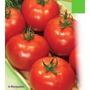 Семена томатов Киевский-139