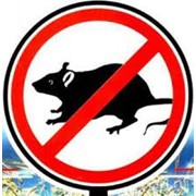 Уничтожение крыс в Алматы фото