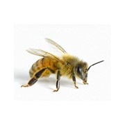Пчелы, разведение, продажа фото