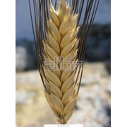 Пшеница обыкновенная|зерно пшеницы