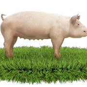 Комбикорм для супоросных свиноматок (МТ) фото