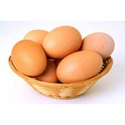 Яйца куриные инкубационные фотография