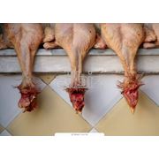 Полутушка «Райская» к/в из мяса птицы фото