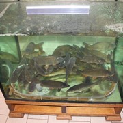 Установка торговых аквариумов, чаши аквариума фото