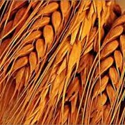 Пшеница купить (продажа), цена производителя, Миргород, Полтава фото