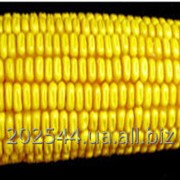 Семенная кукуруза ЛюбаваF1 фото