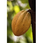 Какао нерафинированное жирное масло фото