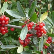 Шефердия Shepherdia argentea рост 30 – 40 фото