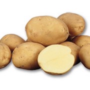 Леди клер (картофель семенная фракция) фотография