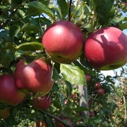 Сорт яблок “Айдаред“ фотография