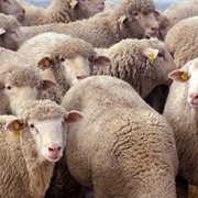 Овцы, продажа овец, шерсть, тонкарунная,
