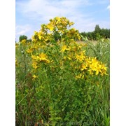 Зверобой продырявленный (Hypericum perforatum, herba St.-John’s-wort) трава 100 грамм фото