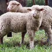 Овцы, Суходольск фото