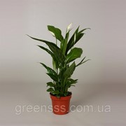 Спатифиллум Алана -- Spathiphyllum Alana