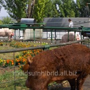 Свиньи породы Дюрок в Молдове фото