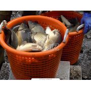 Караси Толстолоб Белый амур Сом Сазан (Вес от 05 кг до 10 кг) фото