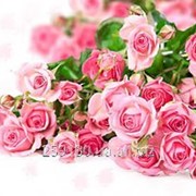 Минеральное органическое удобрение ГУМАТ КАЛИЯ AGRO для роз фото