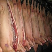 Мясо свинина полутуши фотография
