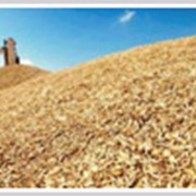 Сельскохозяйственная продукция зерно зерновые корм для животных продам