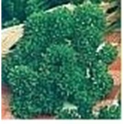 Семена Петрушка листовая кудрявая Кадерава фото