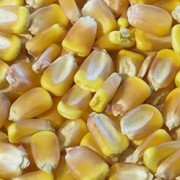 Семена кукурузы фото