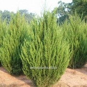 Можжевельник Juniperus chinensis Spartan фото
