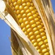 Кукуруза/Corn/ 151 USD