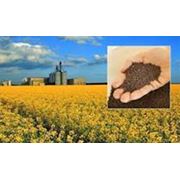 Рапс / Rape seeds CPT FOB Reni port - Black sea region фото