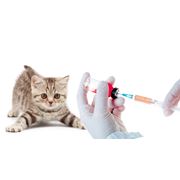 Вакцинация кошек фото
