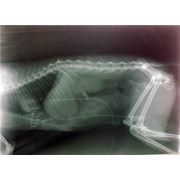 Рентген для собак и кошек фото