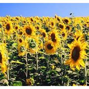 Подсолнечник / Sunflower seeds CPT FOB Reni Port 1 kmt - 4 kmt max. Quality 44/8/3 (penalties and bonification). фото