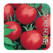 Семена томатов, помидоров, продажа оптом